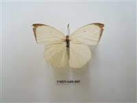 藏品(細波遷粉蝶)的圖片